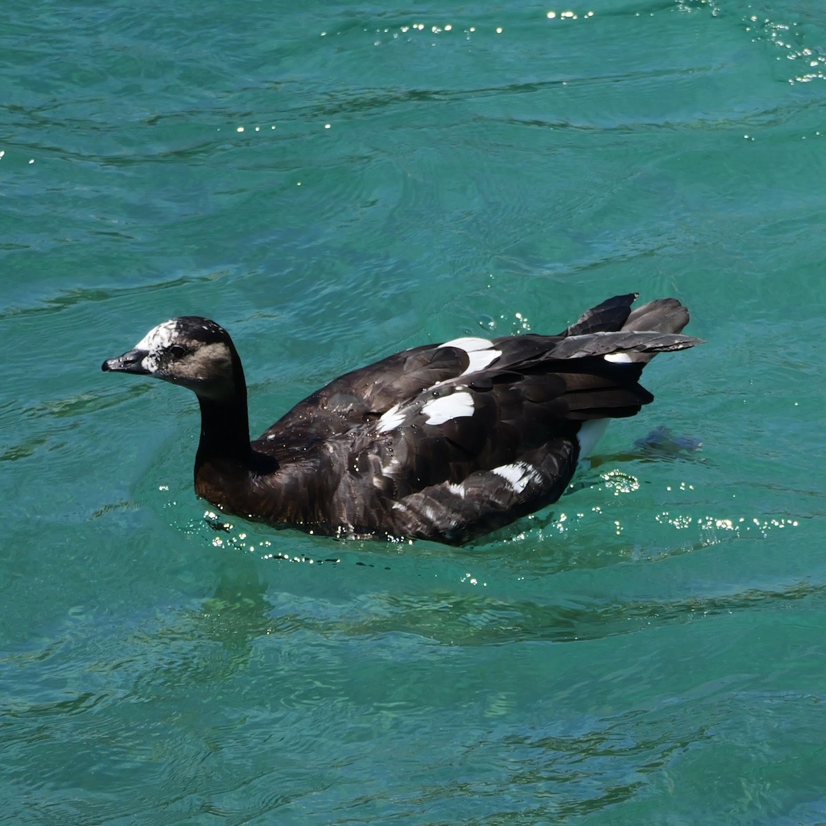 Barnacle Goose - ML622145585