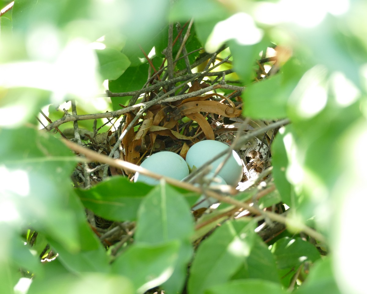 Yellow-billed Cuckoo - ML622145587