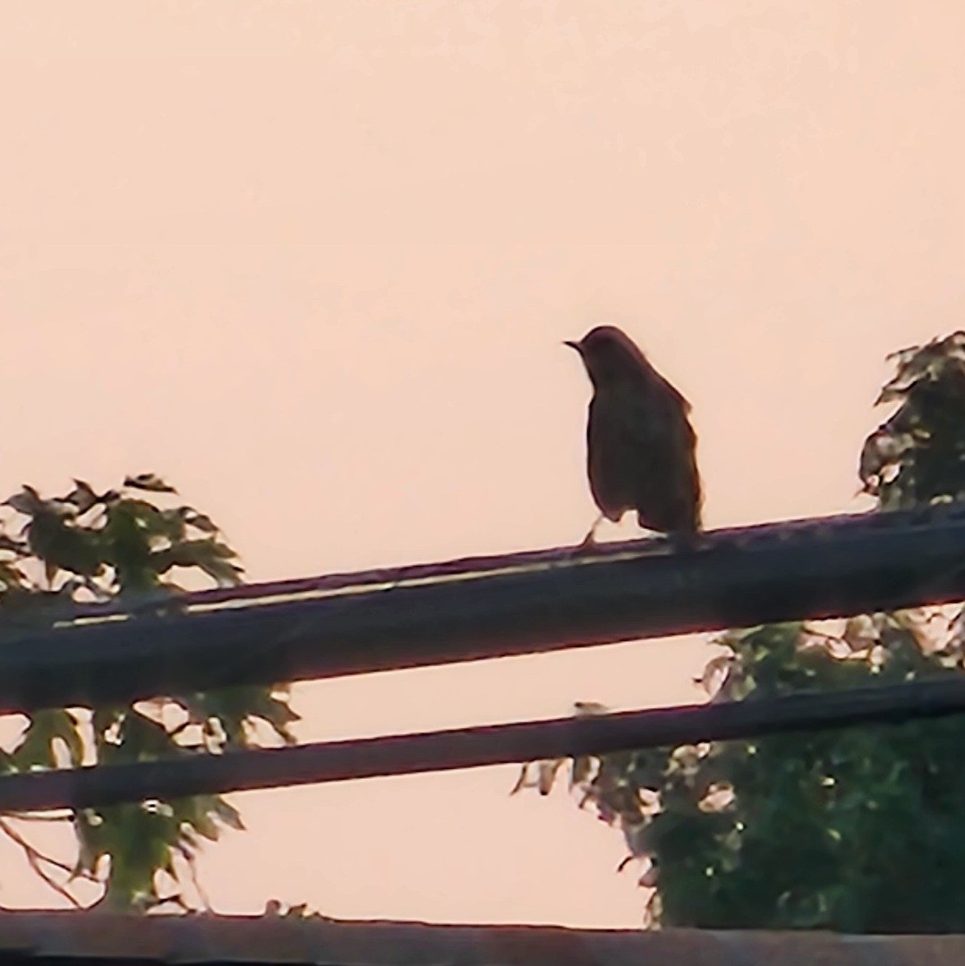 Gray Catbird - ML622145588