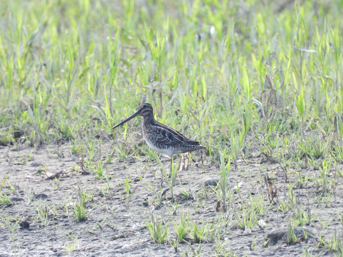 Wilson's Snipe - ML622145589