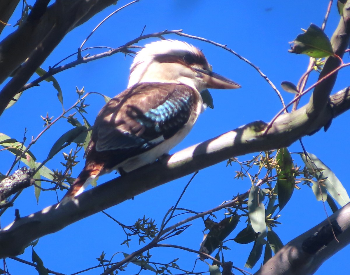 Laughing Kookaburra - ML622145590