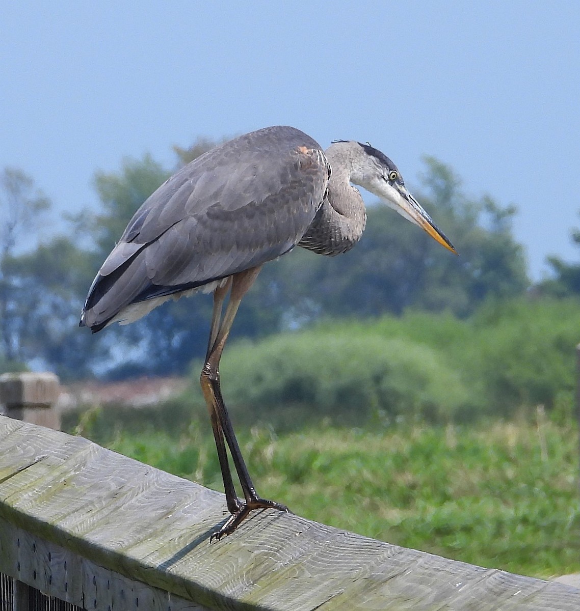 Great Blue Heron - ML622145591