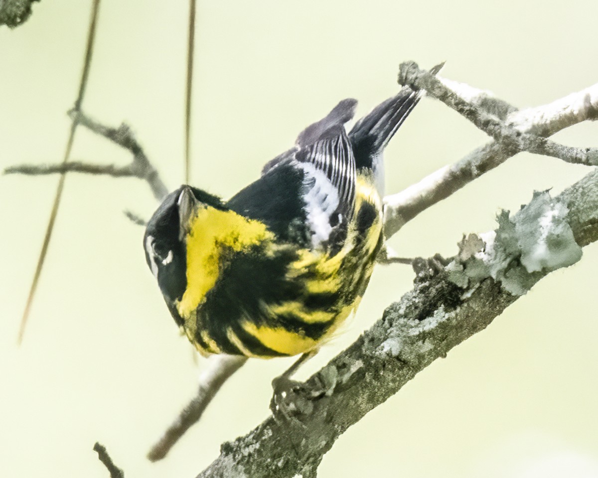 Magnolia Warbler - ML622145594