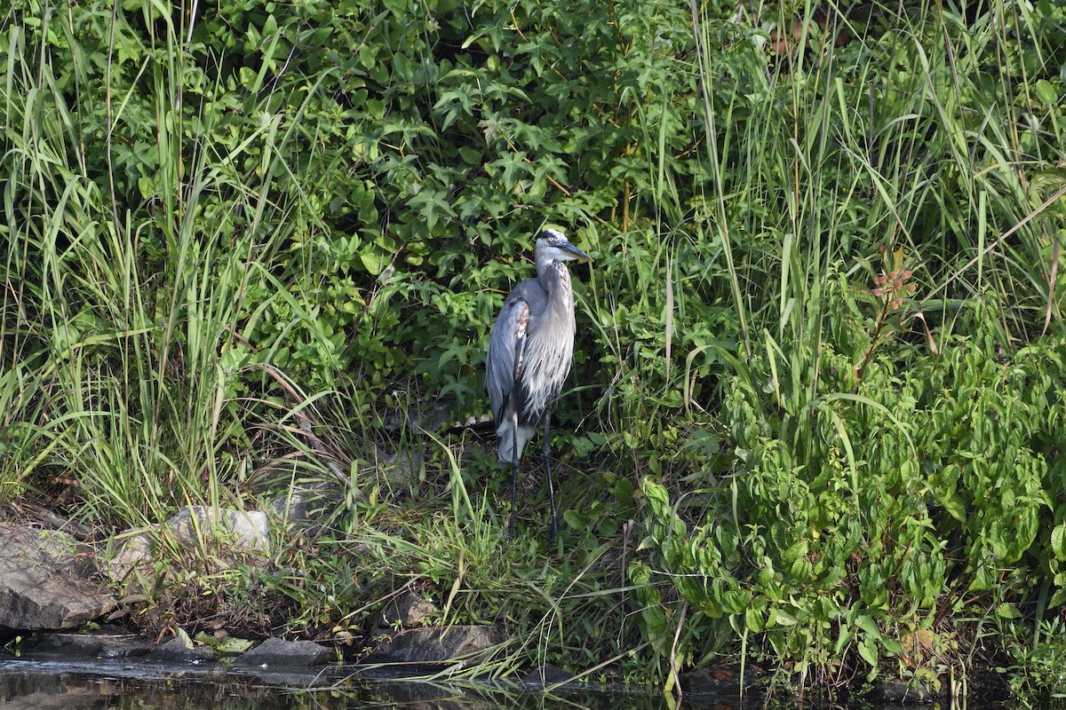 Great Blue Heron - ML622145596