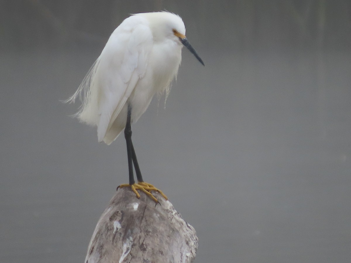 Snowy Egret - ML622145601