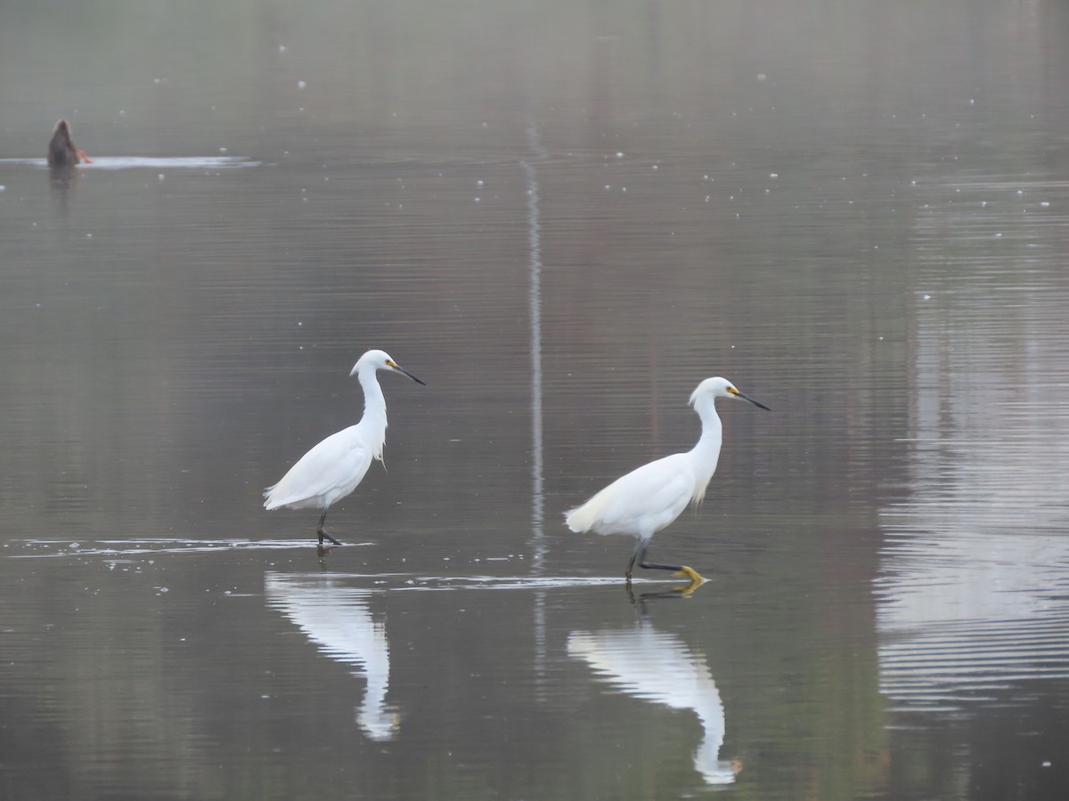 Snowy Egret - ML622145607