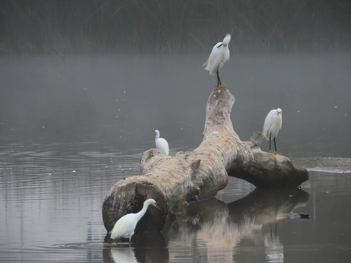 Snowy Egret - ML622145608