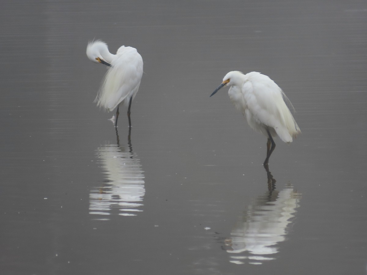 Snowy Egret - ML622145609