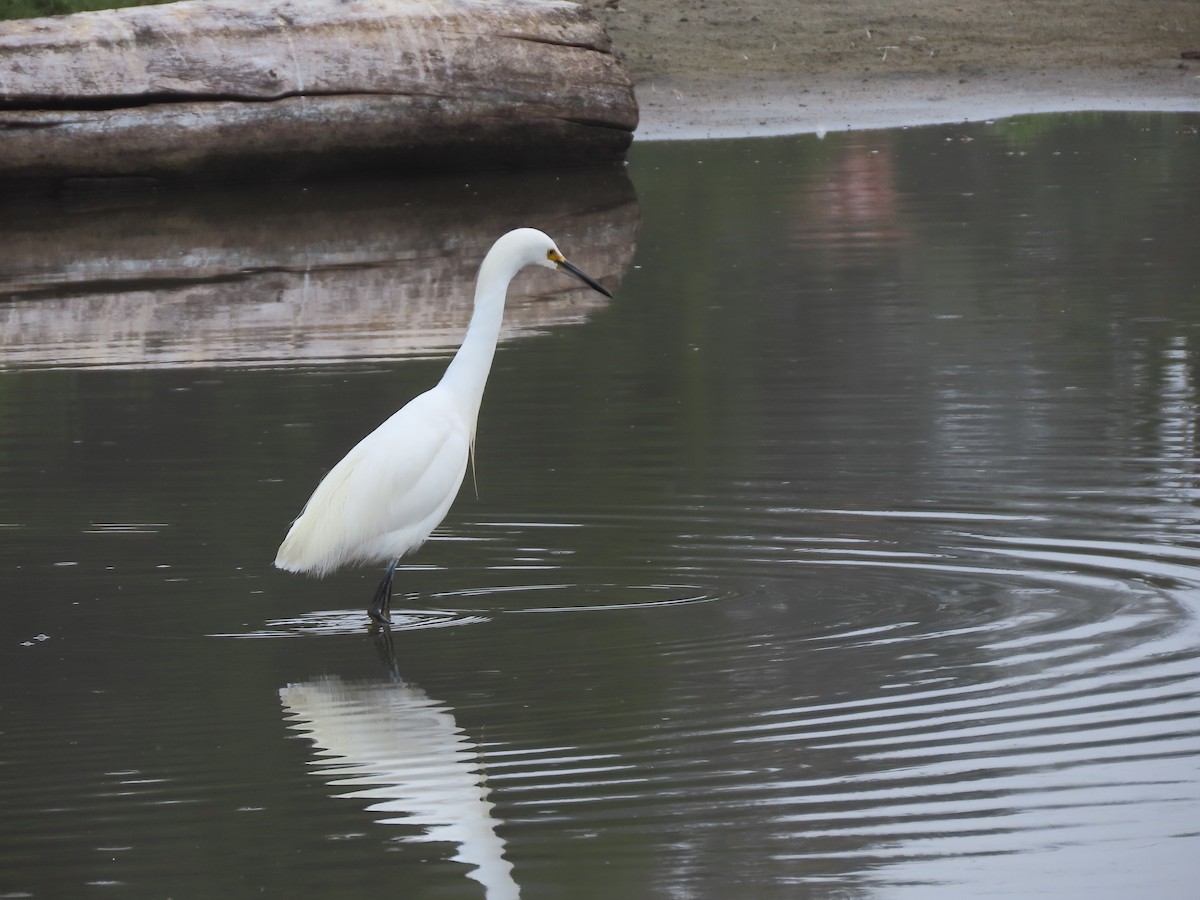 Snowy Egret - ML622145611