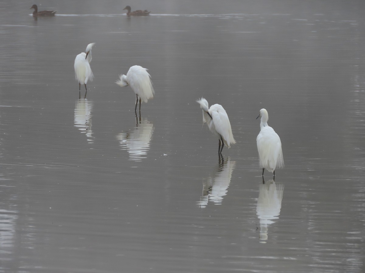 Snowy Egret - ML622145612