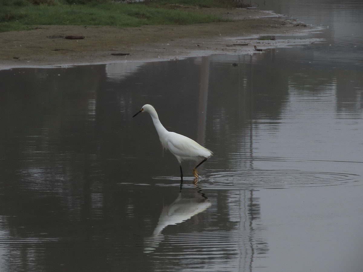 Snowy Egret - ML622145613