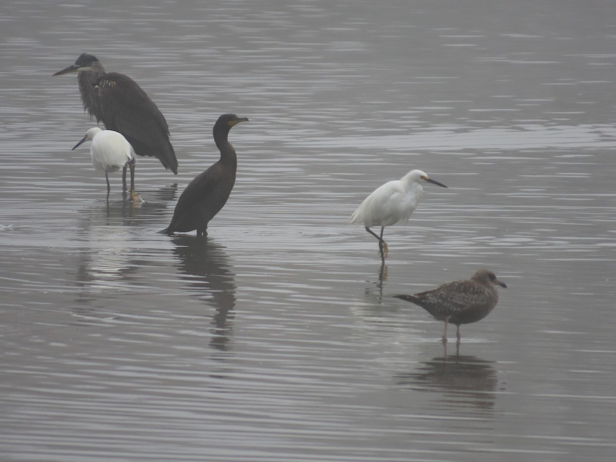 Snowy Egret - ML622145614