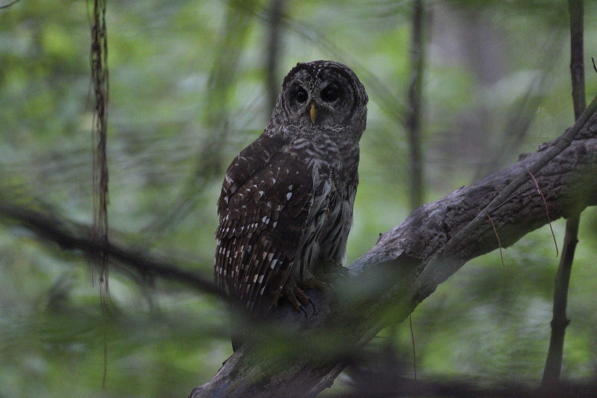 Barred Owl - ML622145615