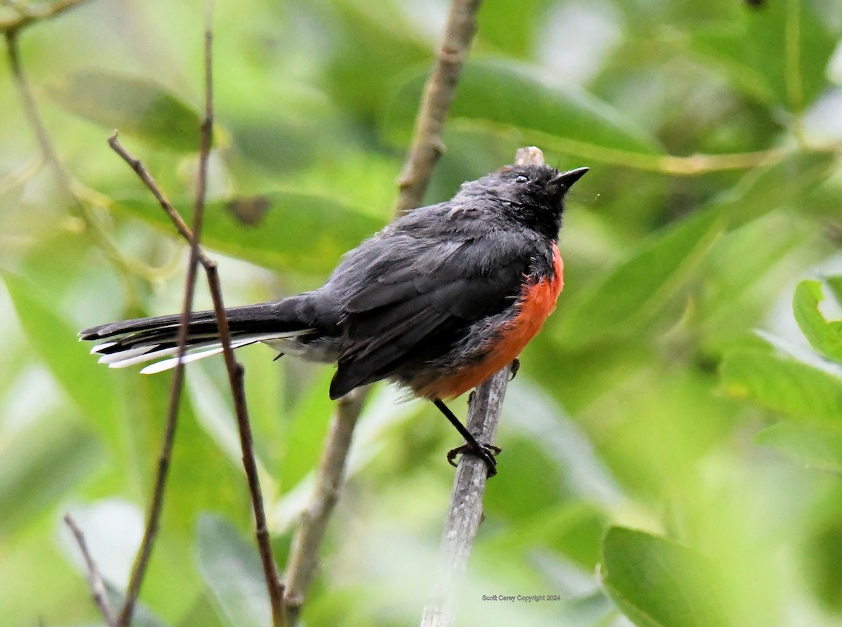 Slate-throated Redstart - ML622145616