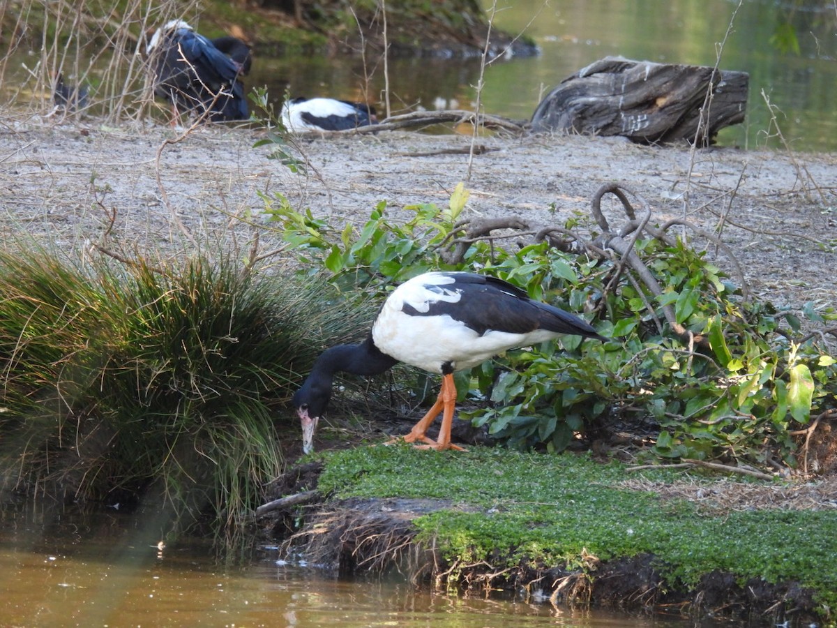 Magpie Goose - ML622145617