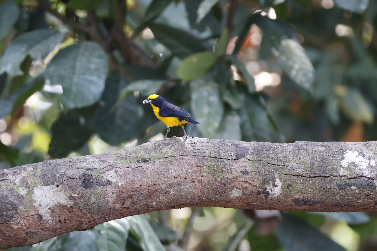 Thick-billed Euphonia - ML622145618