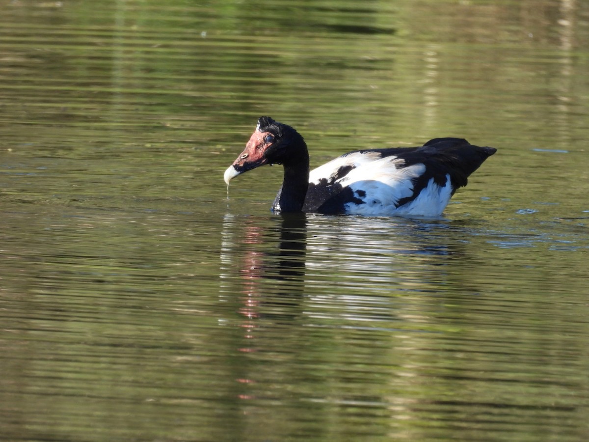 Magpie Goose - ML622145619