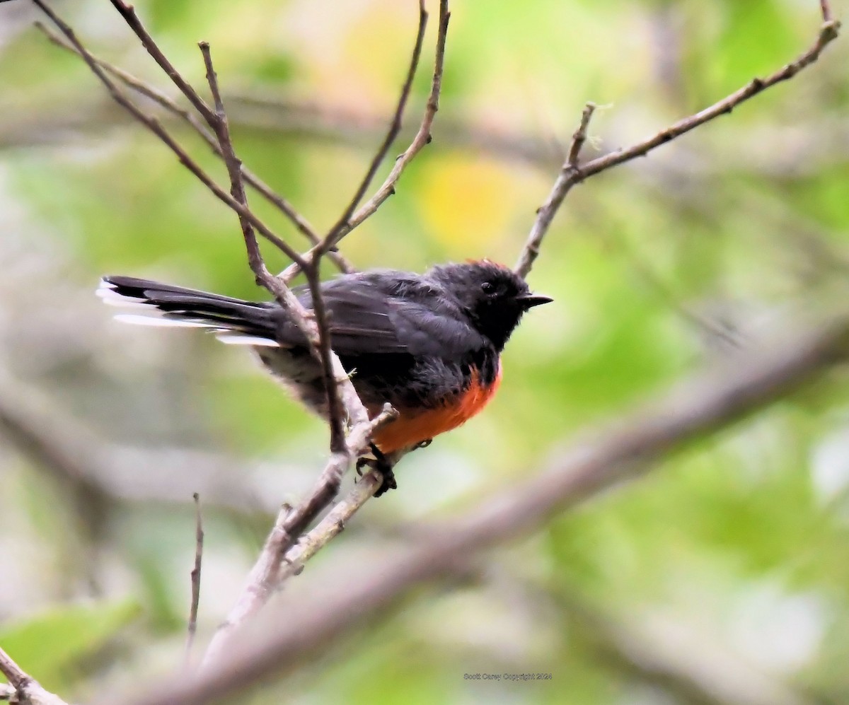 Slate-throated Redstart - ML622145621