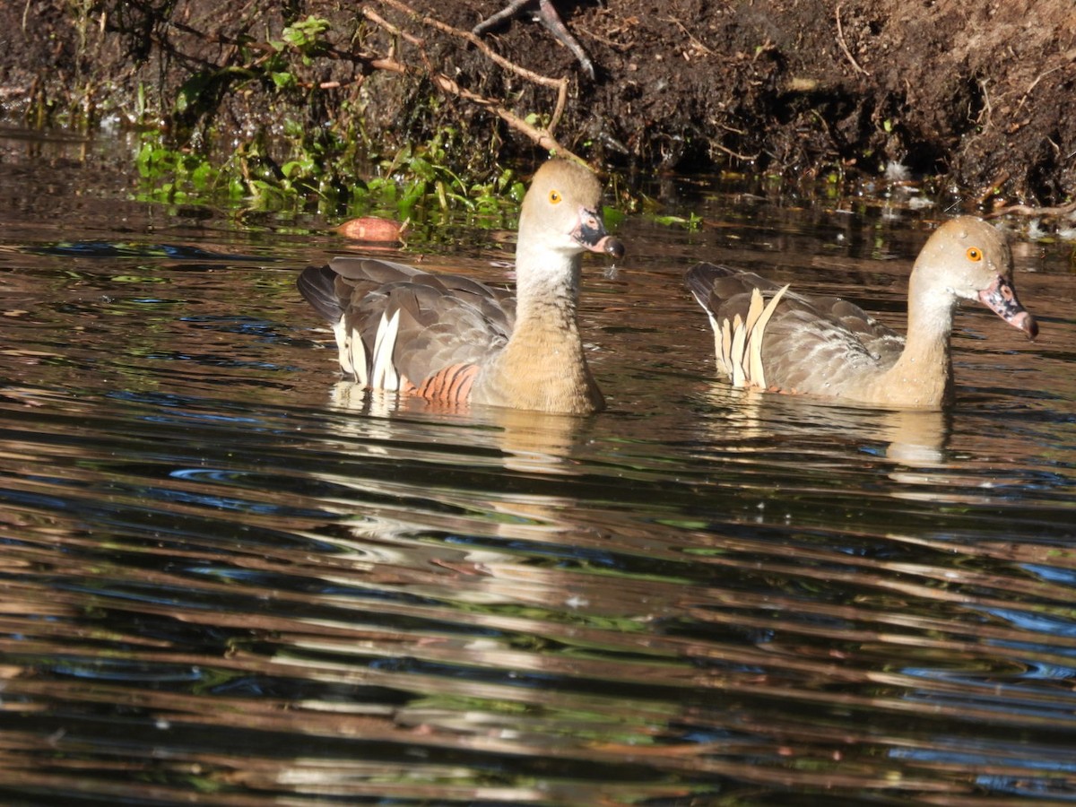 Plumed Whistling-Duck - ML622145622