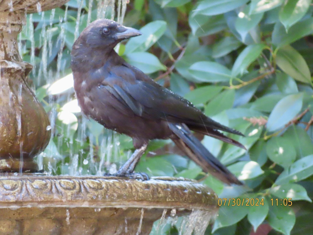 American Crow - ML622145623