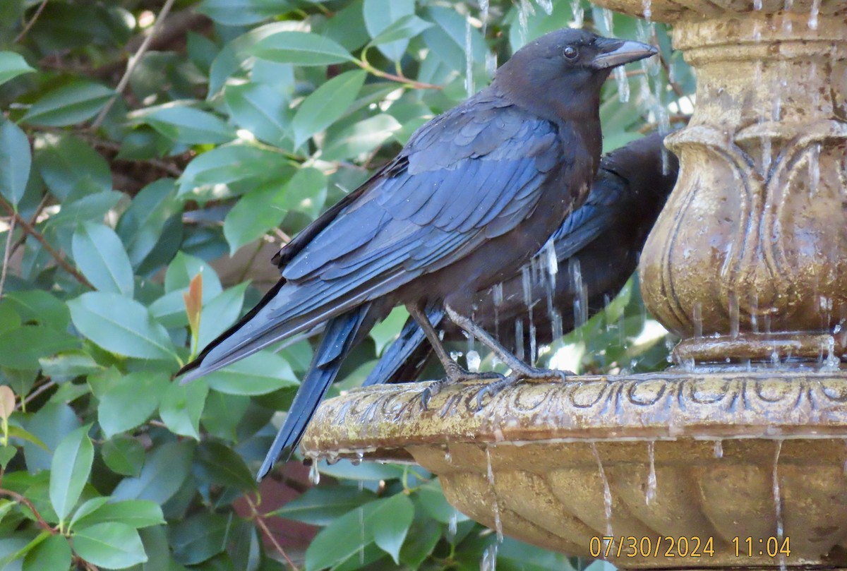 American Crow - ML622145624