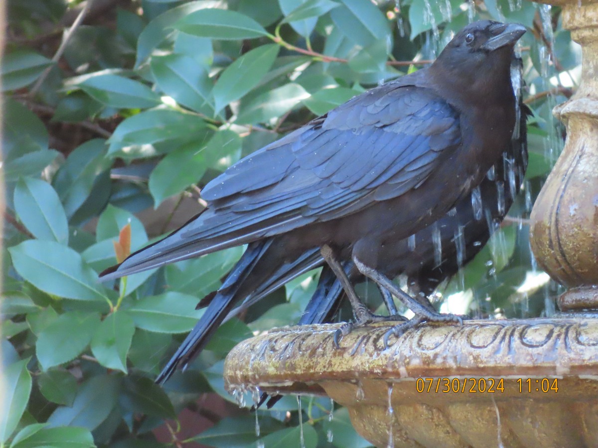 American Crow - ML622145625