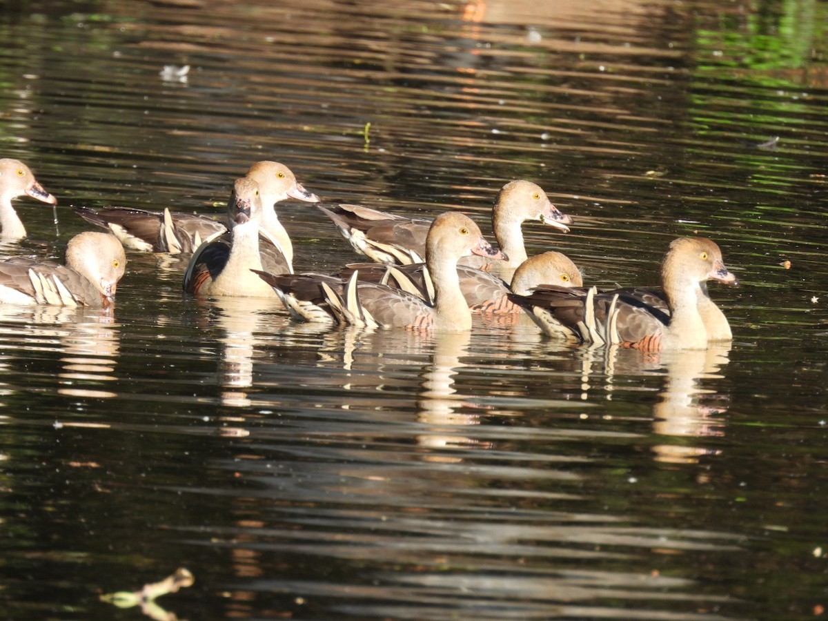 Plumed Whistling-Duck - ML622145627