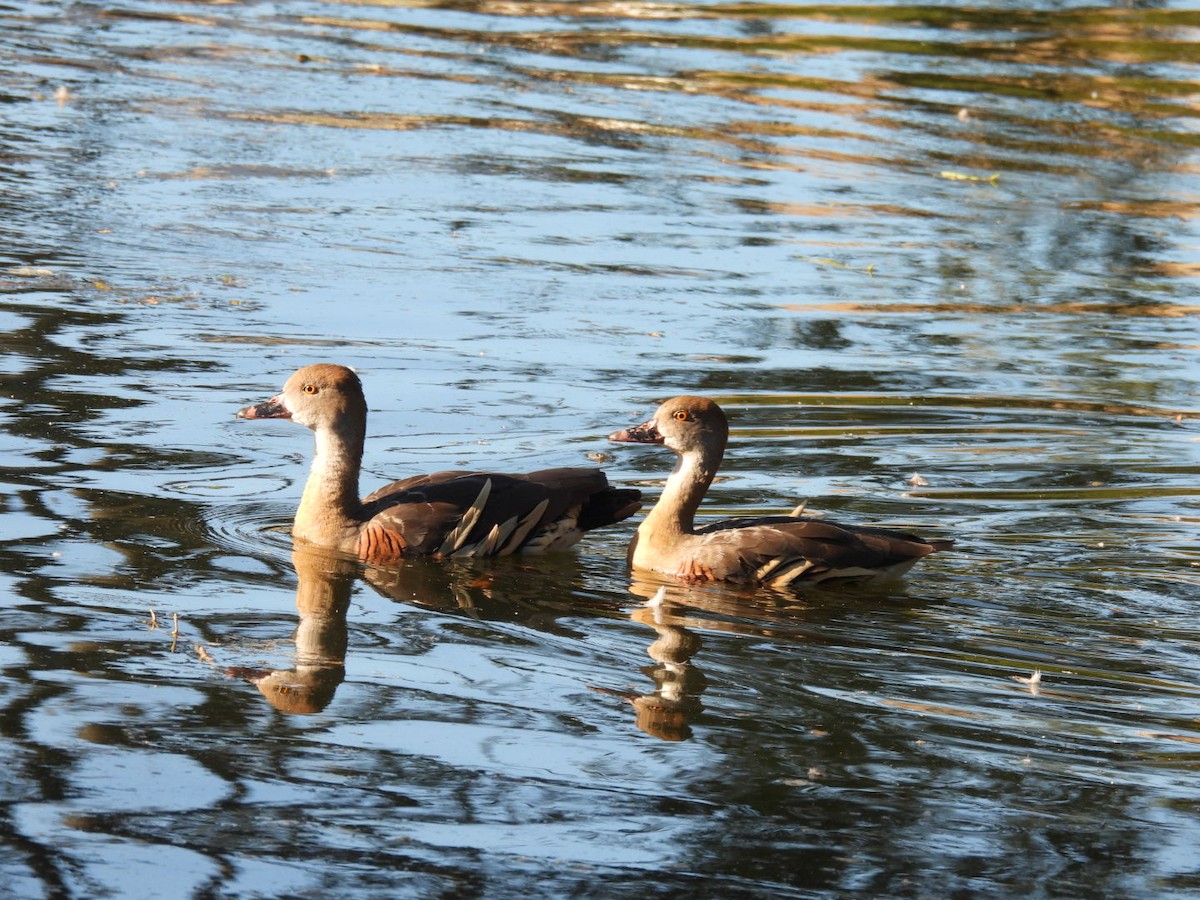 Plumed Whistling-Duck - ML622145632