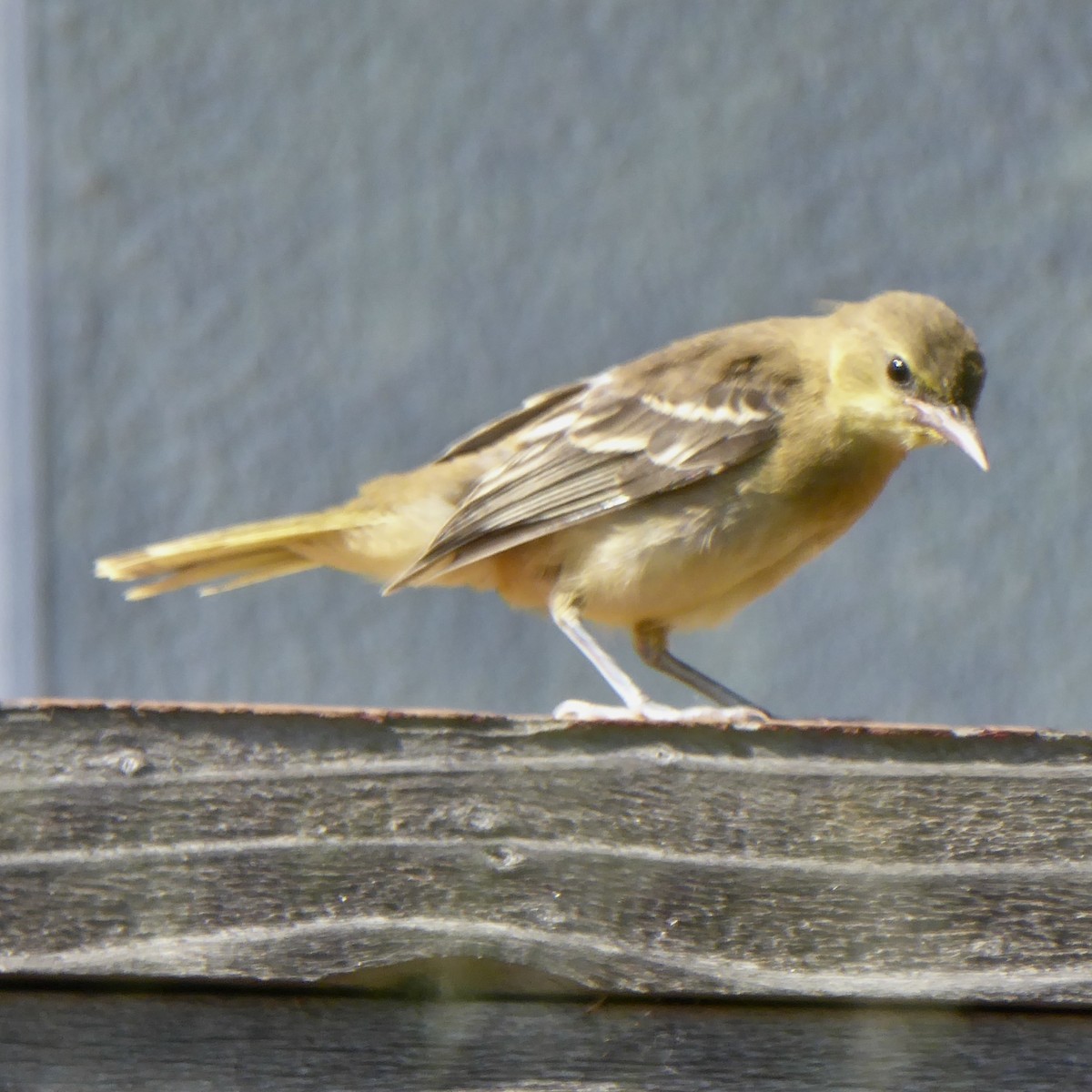 Hooded Oriole - ML622145633