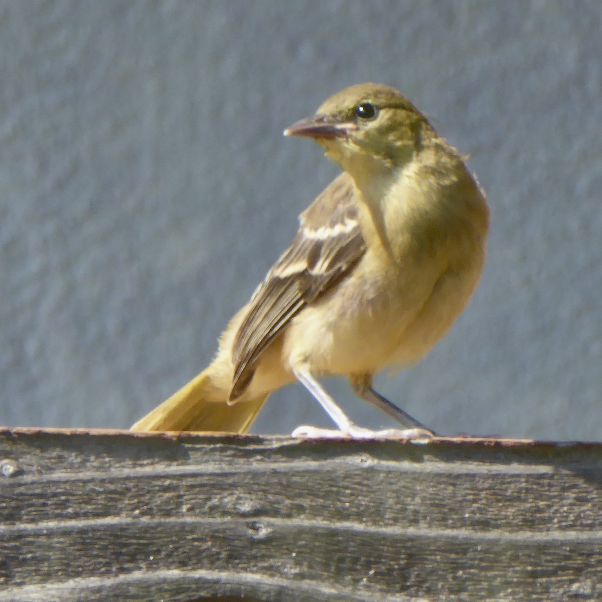 Hooded Oriole - ML622145634