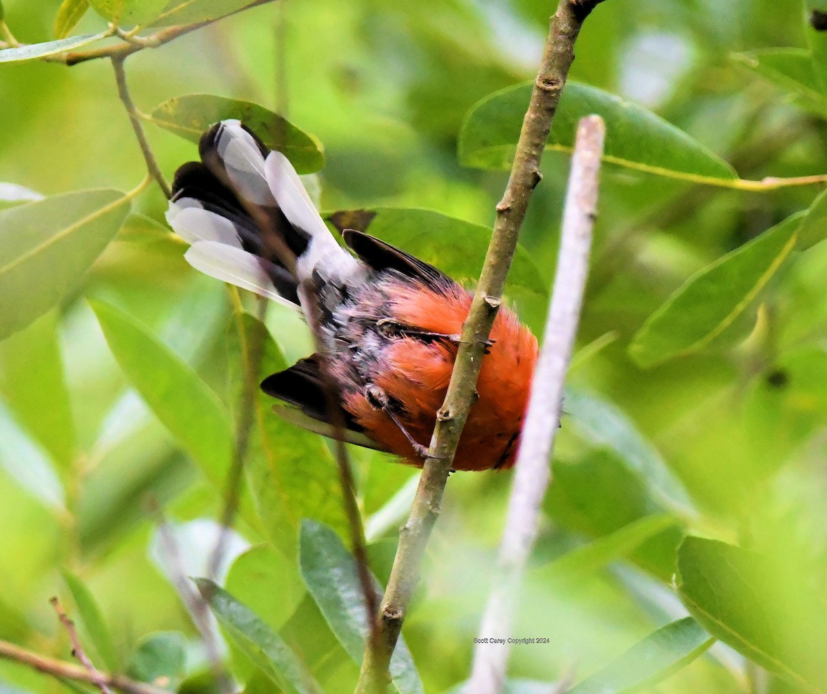 Slate-throated Redstart - ML622145635