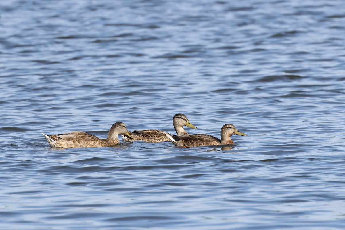 Mallard - ML622145636