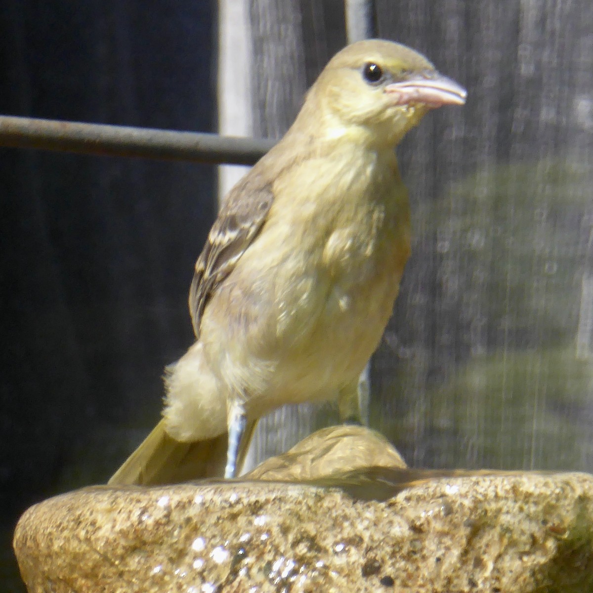 Hooded Oriole - ML622145637