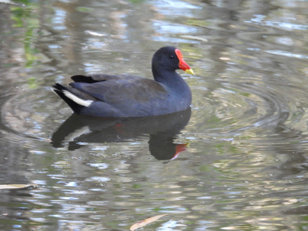 Dusky Moorhen - ML622145638