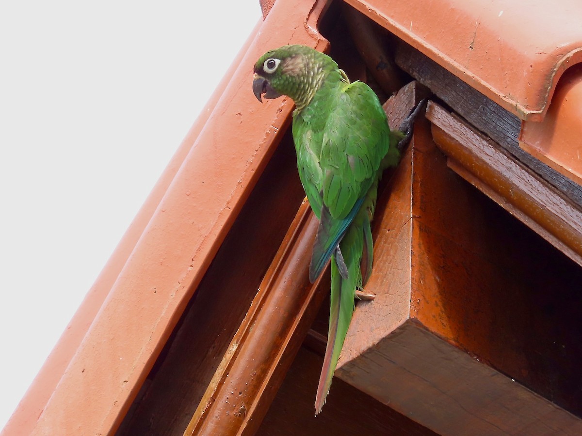 Maroon-bellied Parakeet - ML622145761