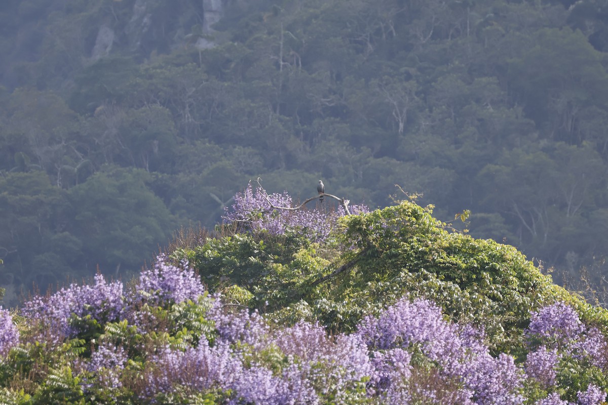 Plumbeous Kite - Mathieu Soetens