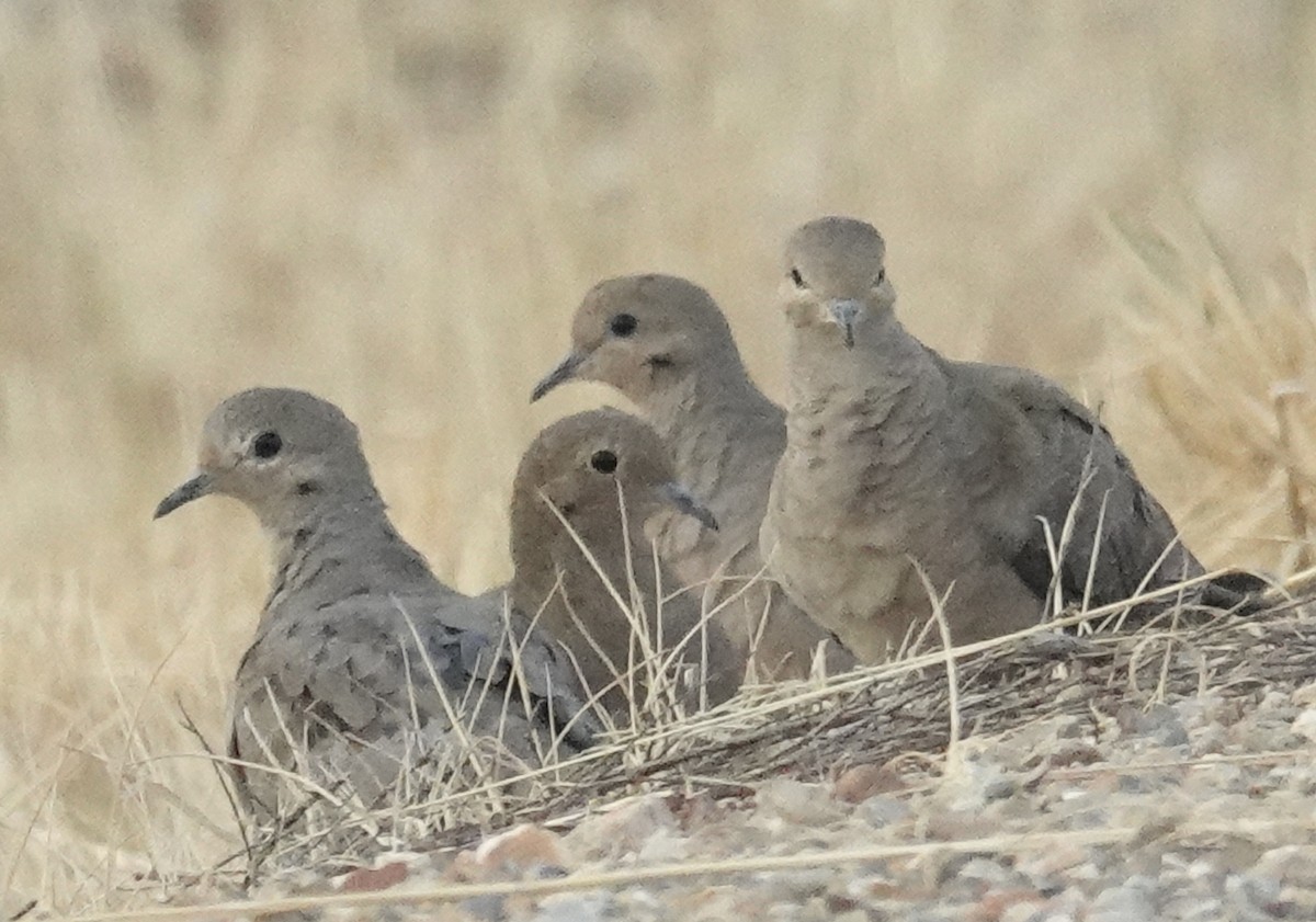 Eurasian Collared-Dove - ML622145839