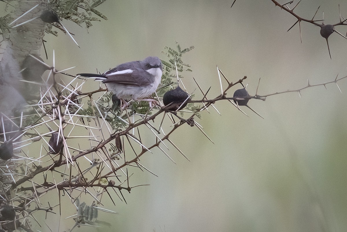 Karamoja Apalis - ML622145842