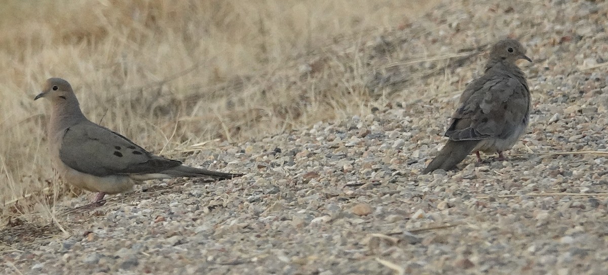 Eurasian Collared-Dove - ML622145851