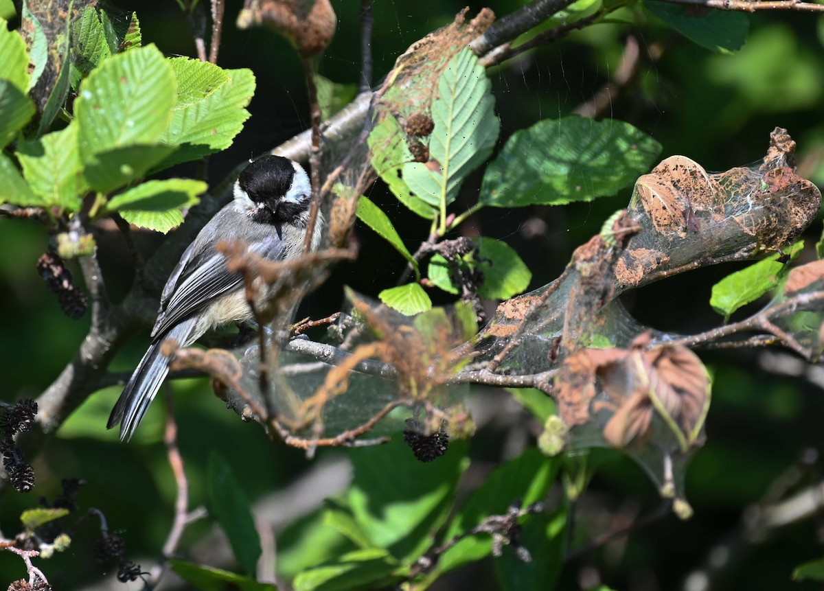 Black-capped Chickadee - ML622145854