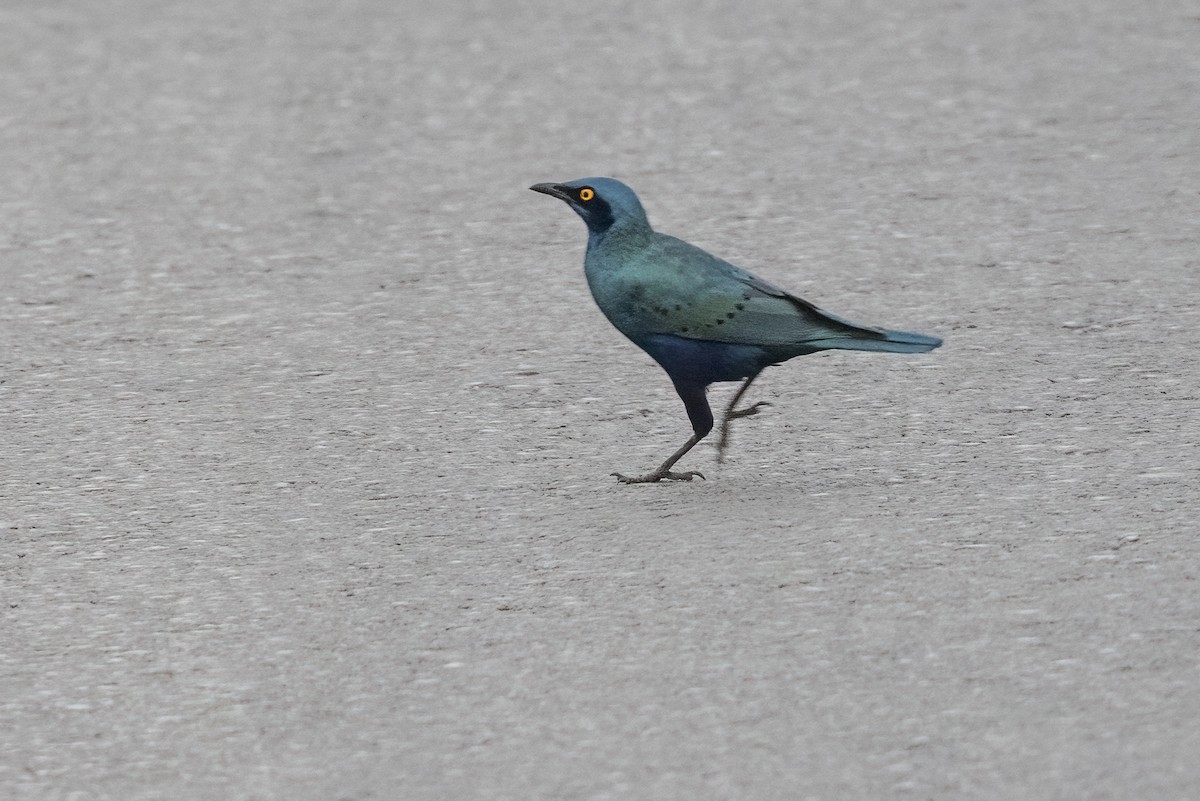 Bronze-tailed Starling - ML622145863