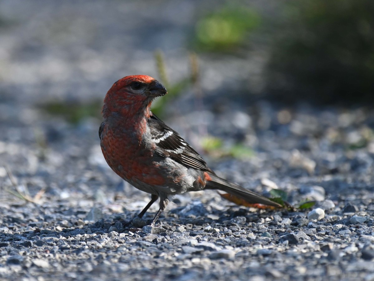 Pine Grosbeak - Kathy Marche