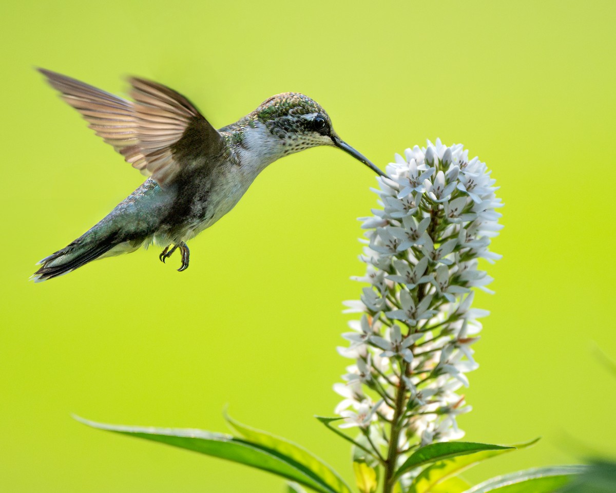 Colibri à gorge rubis - ML622145870