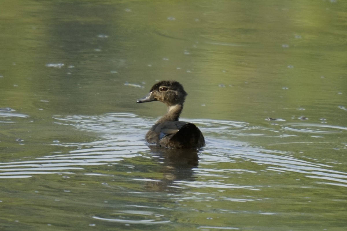 Canard branchu - ML622145879