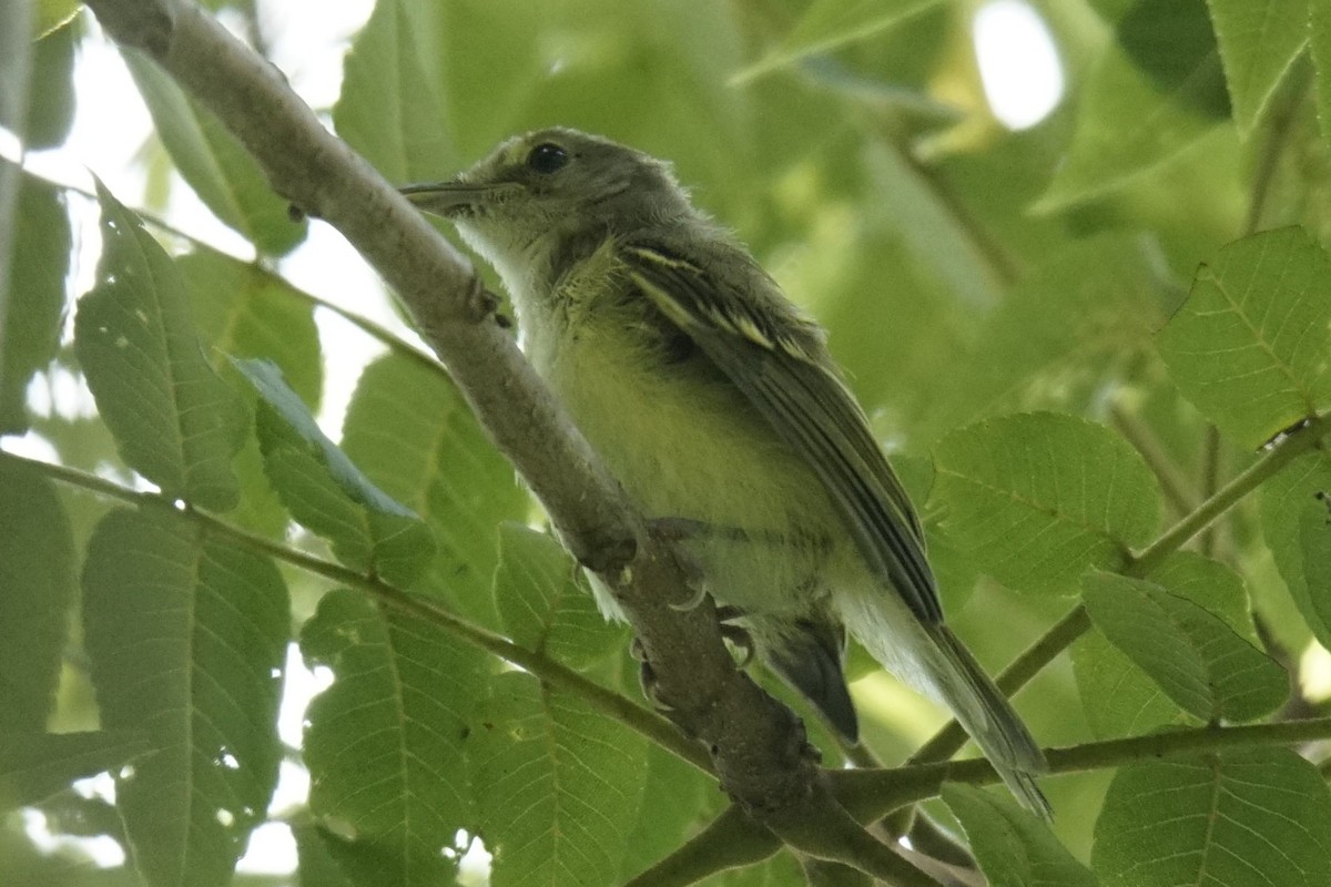 Acadian Flycatcher - ML622145882