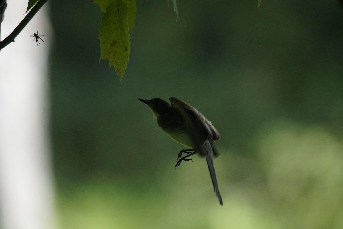 Eastern Phoebe - ML622145896