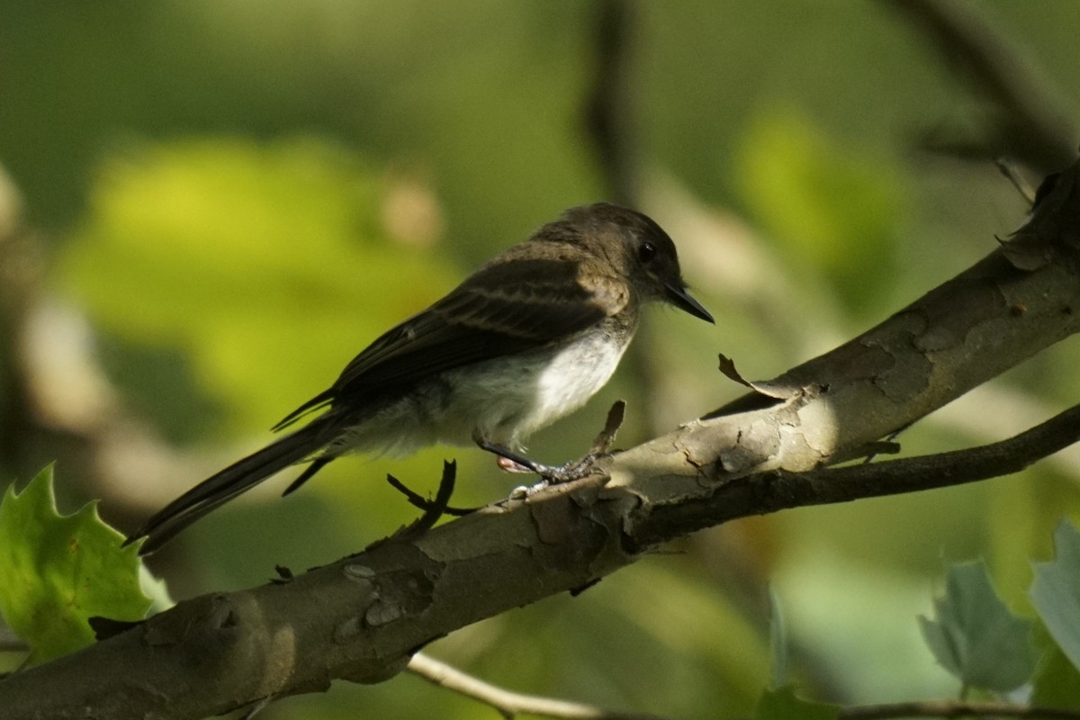 Eastern Phoebe - ML622145898