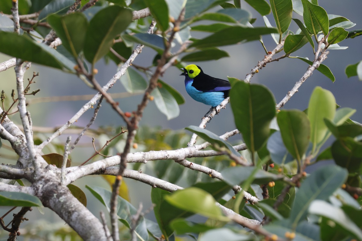 Paradise Tanager - ML622145905