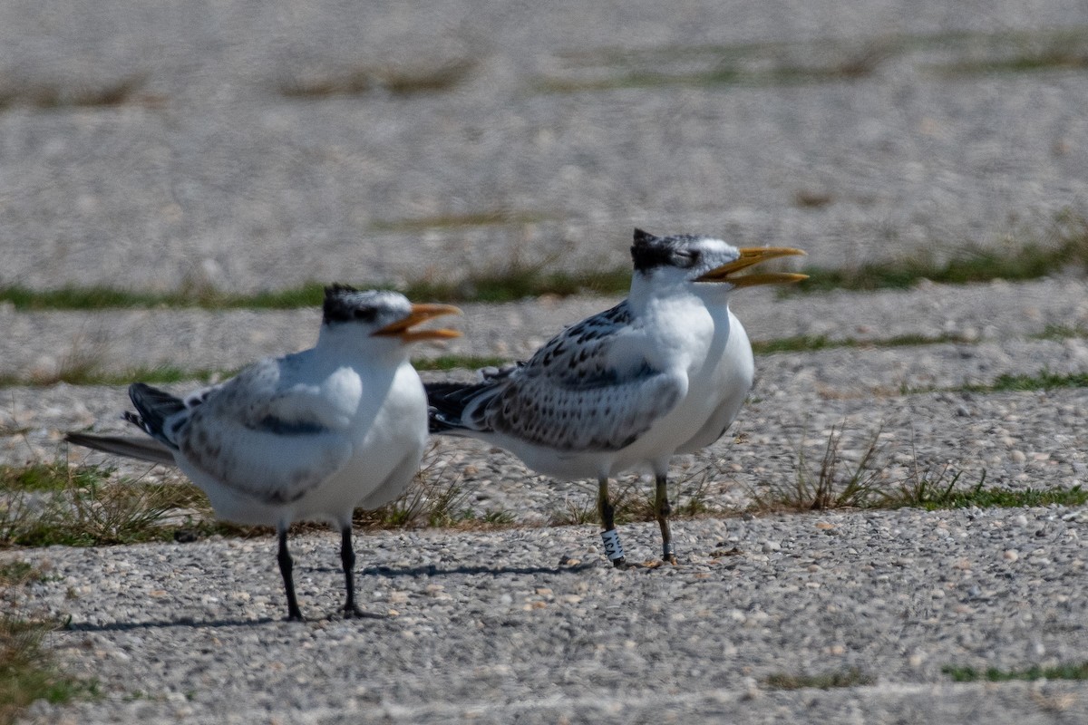 Royal Tern - ML622145907