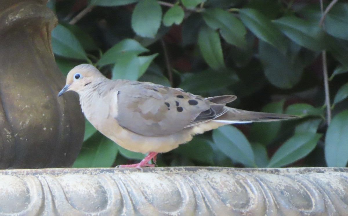 Mourning Dove - Patricia Ayres